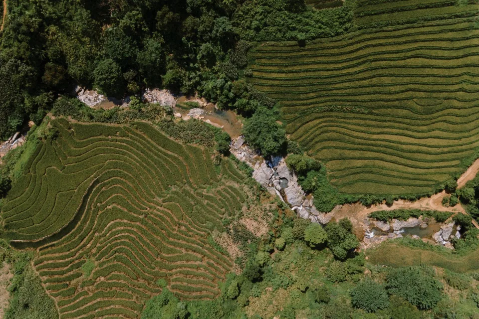 Hạt gạo trong thúng